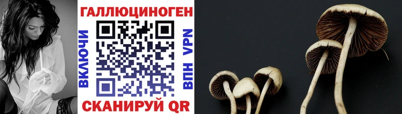 где купить наркотик  Колпашево  Псилоцибиновые грибы ЛСД 